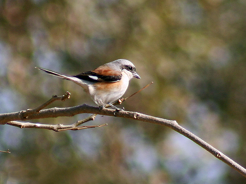 File:Bay backed Shrike- Hodal I IMG 8858.jpg