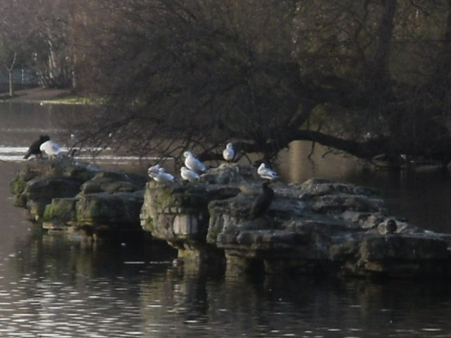 File:Birds on a rocky islet - geograph.org.uk - 1229822.jpg