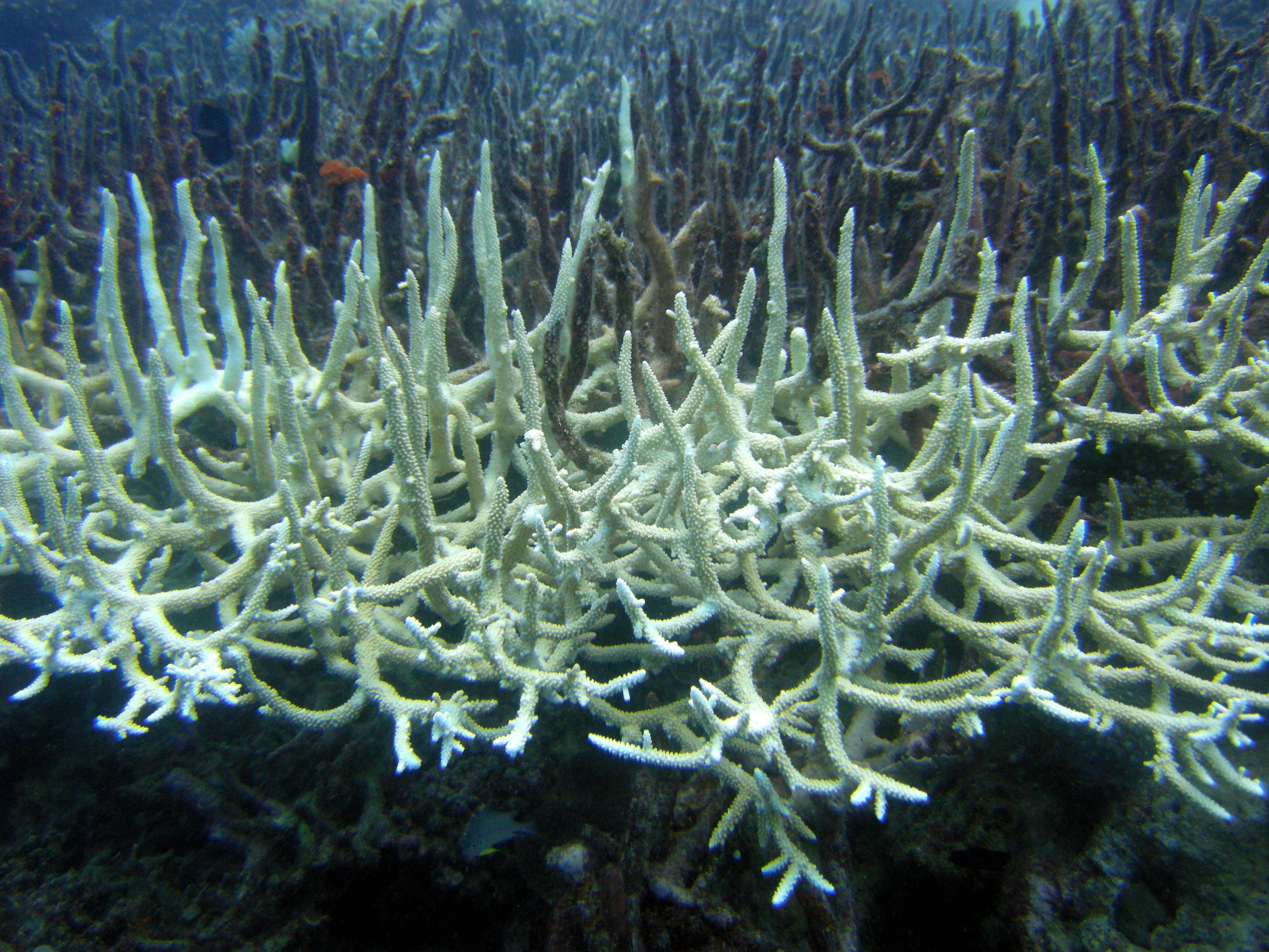 Picture of bleached coral, showing white colors and no life.