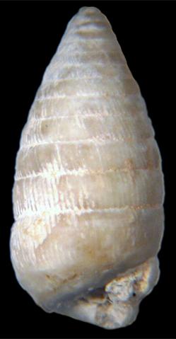 <i>Brasilennea guttula</i> Extinct species of gastropod