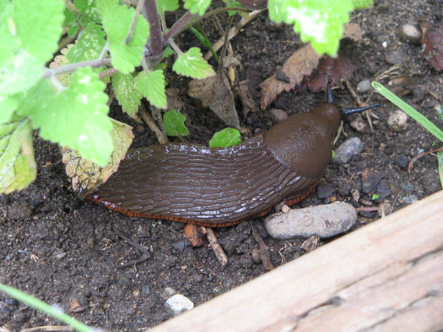 File:Brown slug.JPG