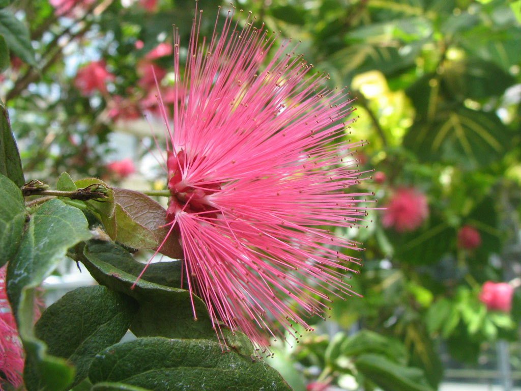 Calliandra_emarginata_-_Pink_Powderpuff_