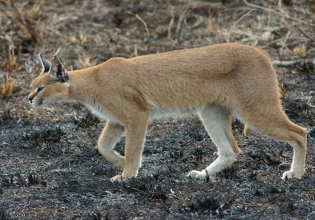 קובץ:Caracal - Flickr - Ragnhild & Neil Crawford.jpg