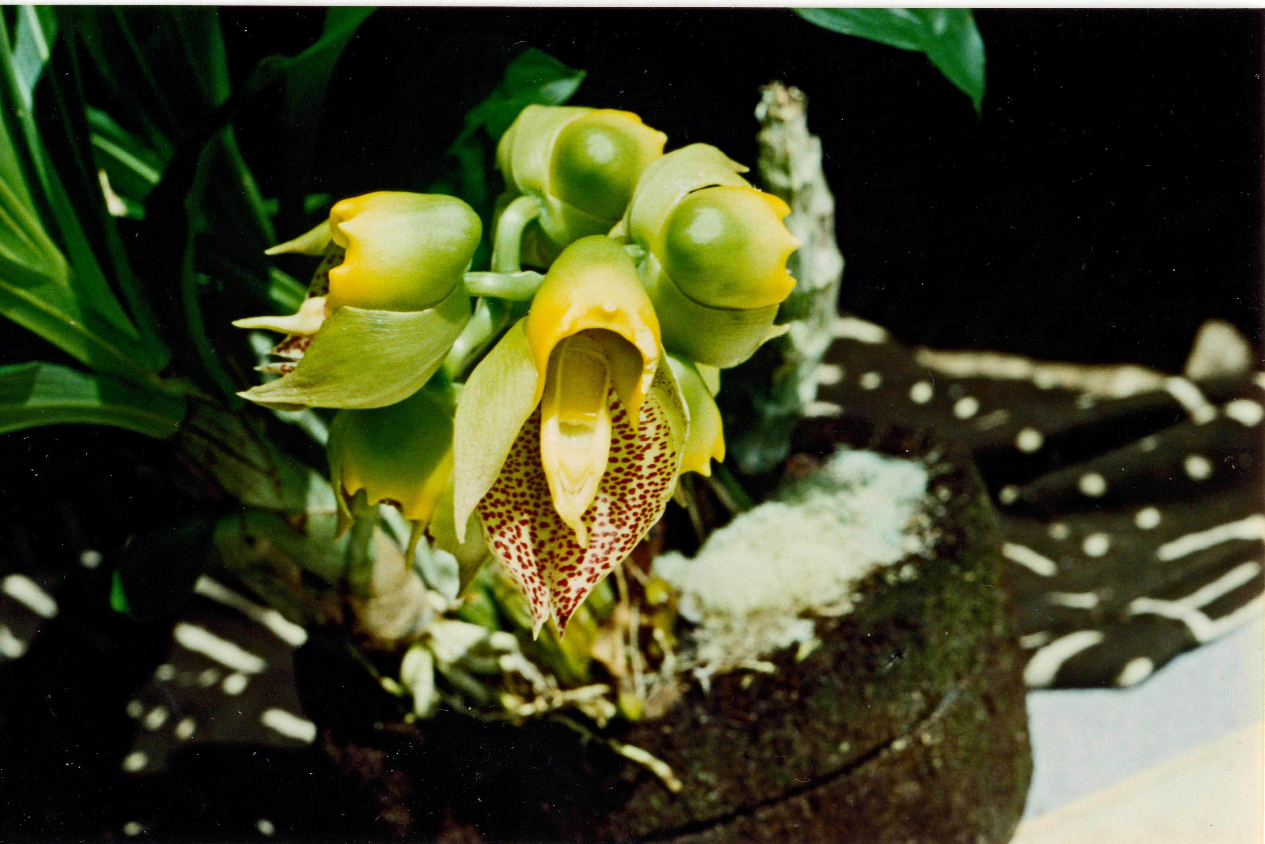 Catasetum Gnomus 'Jumbo'