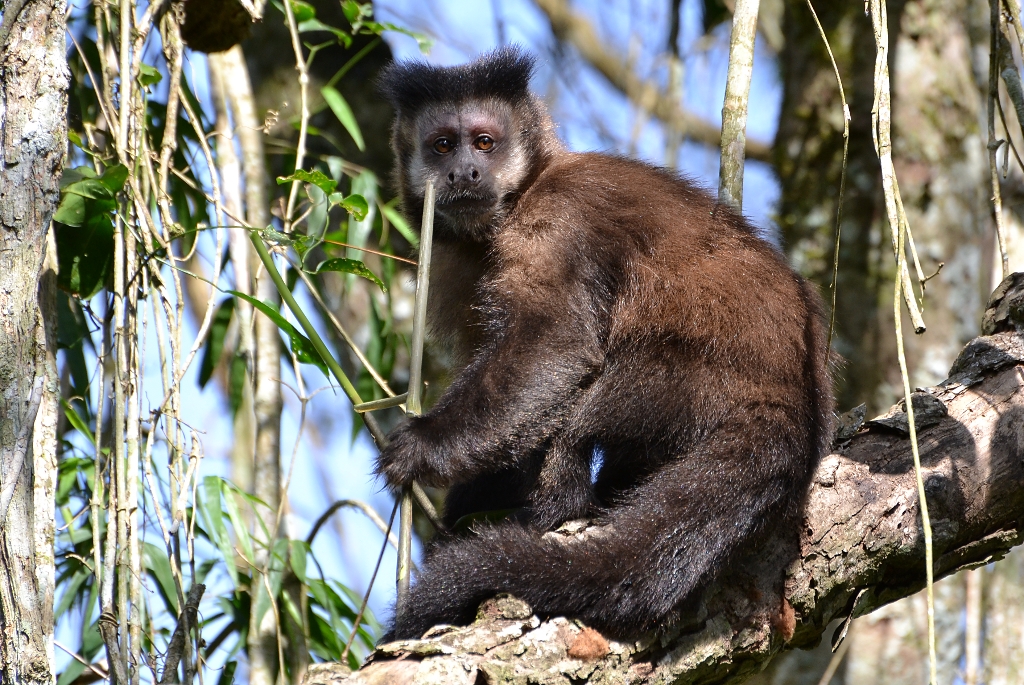 TYBA ONLINE :: Assunto: (Cebus apella) Macaco Prego - Mata Atlântica -  Brasil