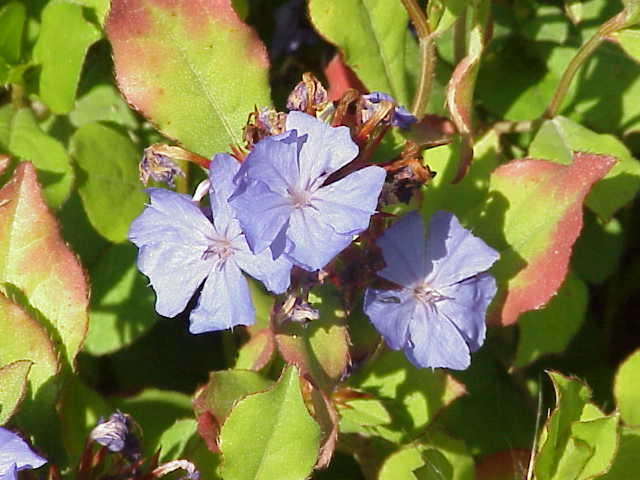 File:Ceratostigma plumbaginoides0.jpg