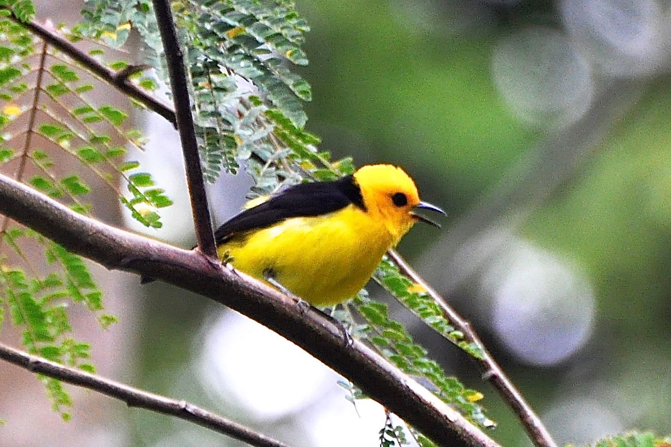 Про желтую птичку. Желтая танагра. Scarlet Tanager птица. Черно желтая танагра. Желтоспинный Лори.