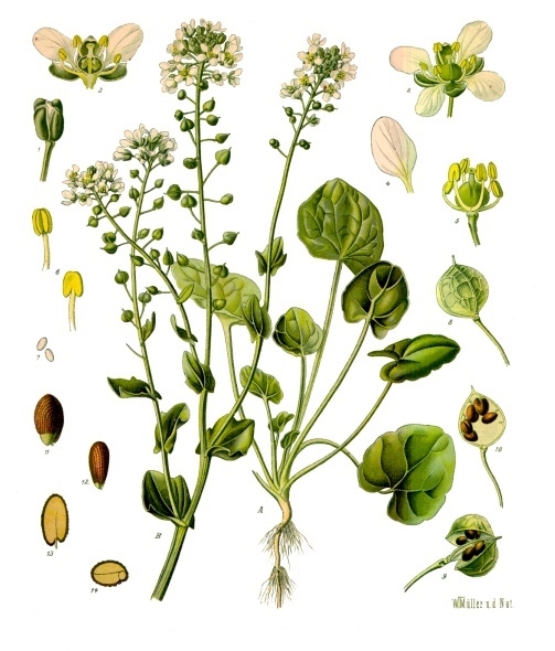 File:Cochlearia officinalis - Köhler–s Medizinal-Pflanzen-186.jpg