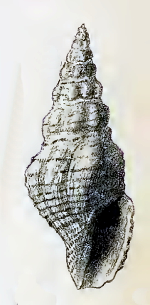 Crassispira latiriformis 001.jpg