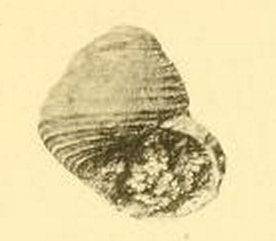 <i>Danilia otaviana</i> Extinct species of gastropod