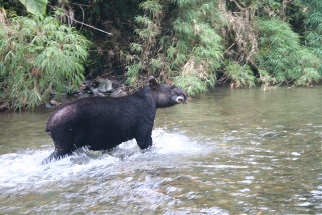 File:Danta negra.JPG