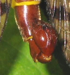 File:Detail of a Panorpa communis male II.jpg