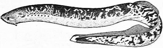 EB1911 - Cyclostomata - Fig. 1.—The Marine Lamprey.jpg