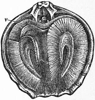 File:EB1911 Brachiopoda Fig. 19.jpg