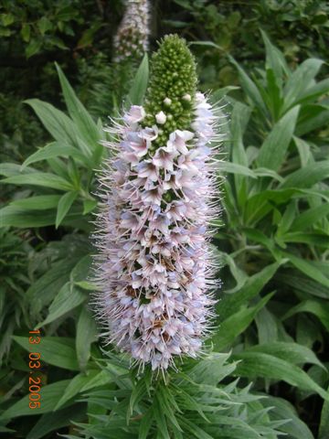 File:Echium virescens.jpg