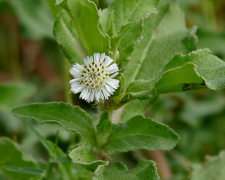 Image result for Eclipta prostrata