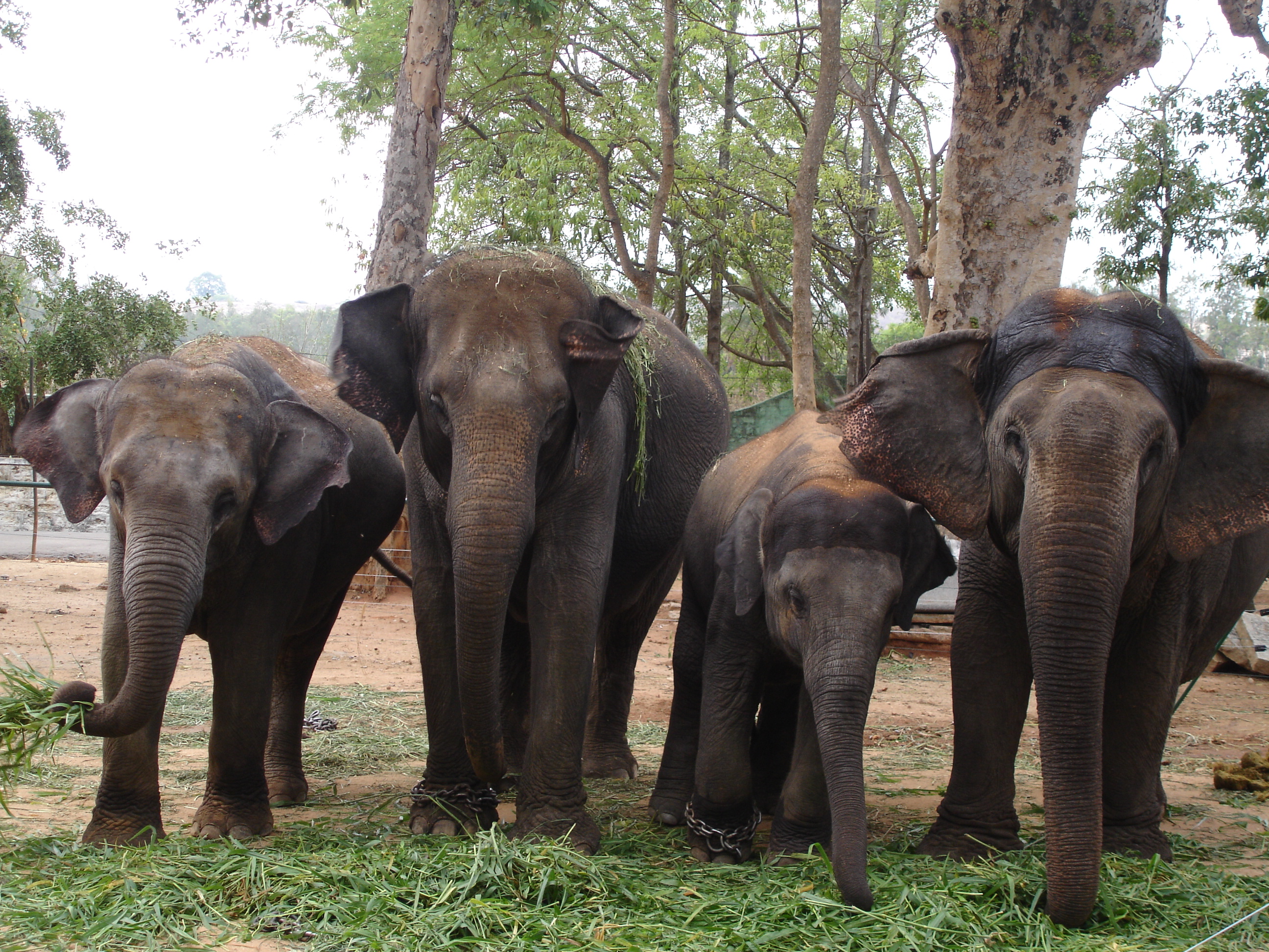 Indian elephant