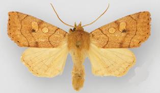 <i>Enargia fausta</i> Species of moth