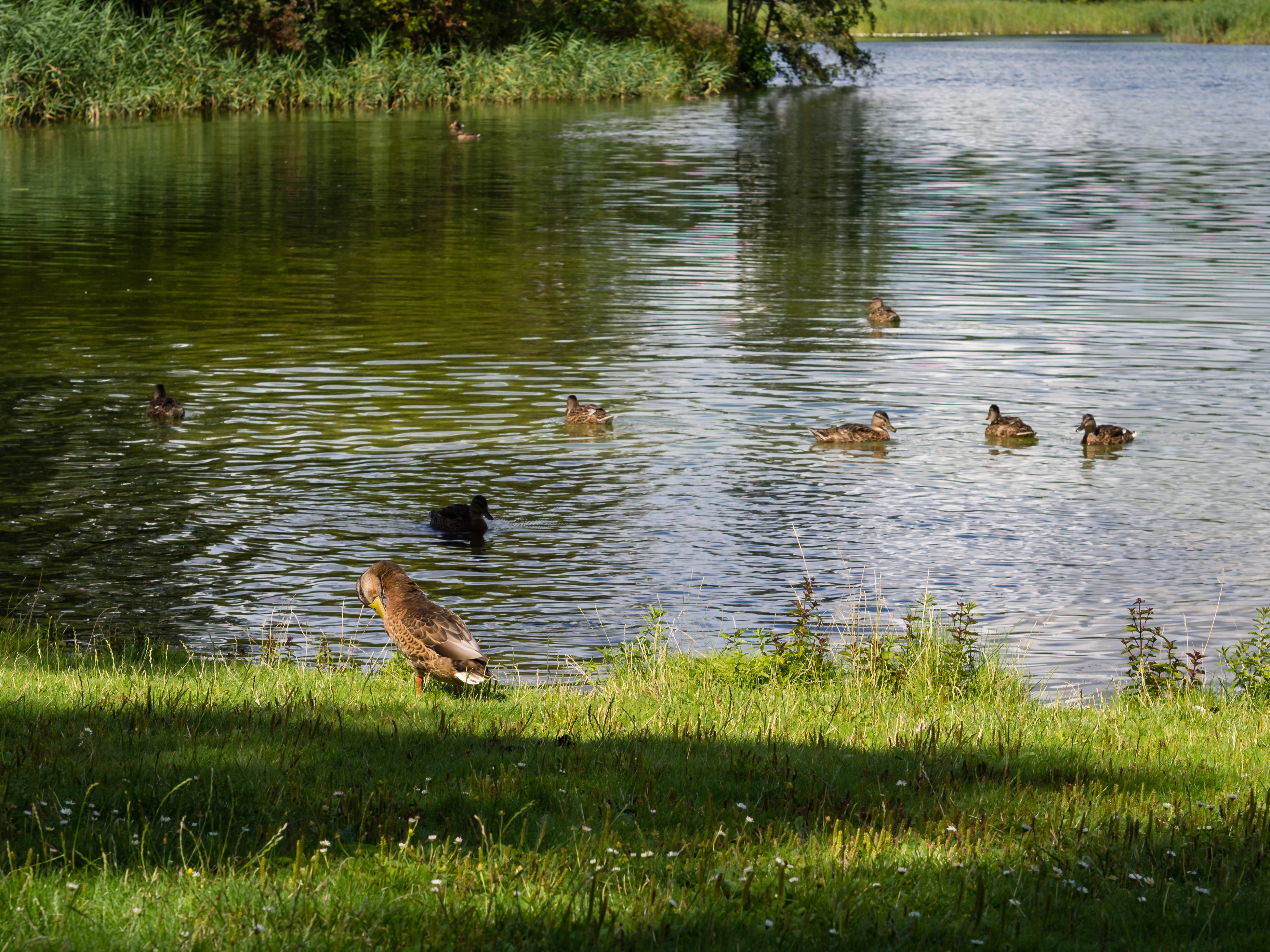 File Enten Im Britzer Garten 20160801 2 Jpg Wikimedia Commons