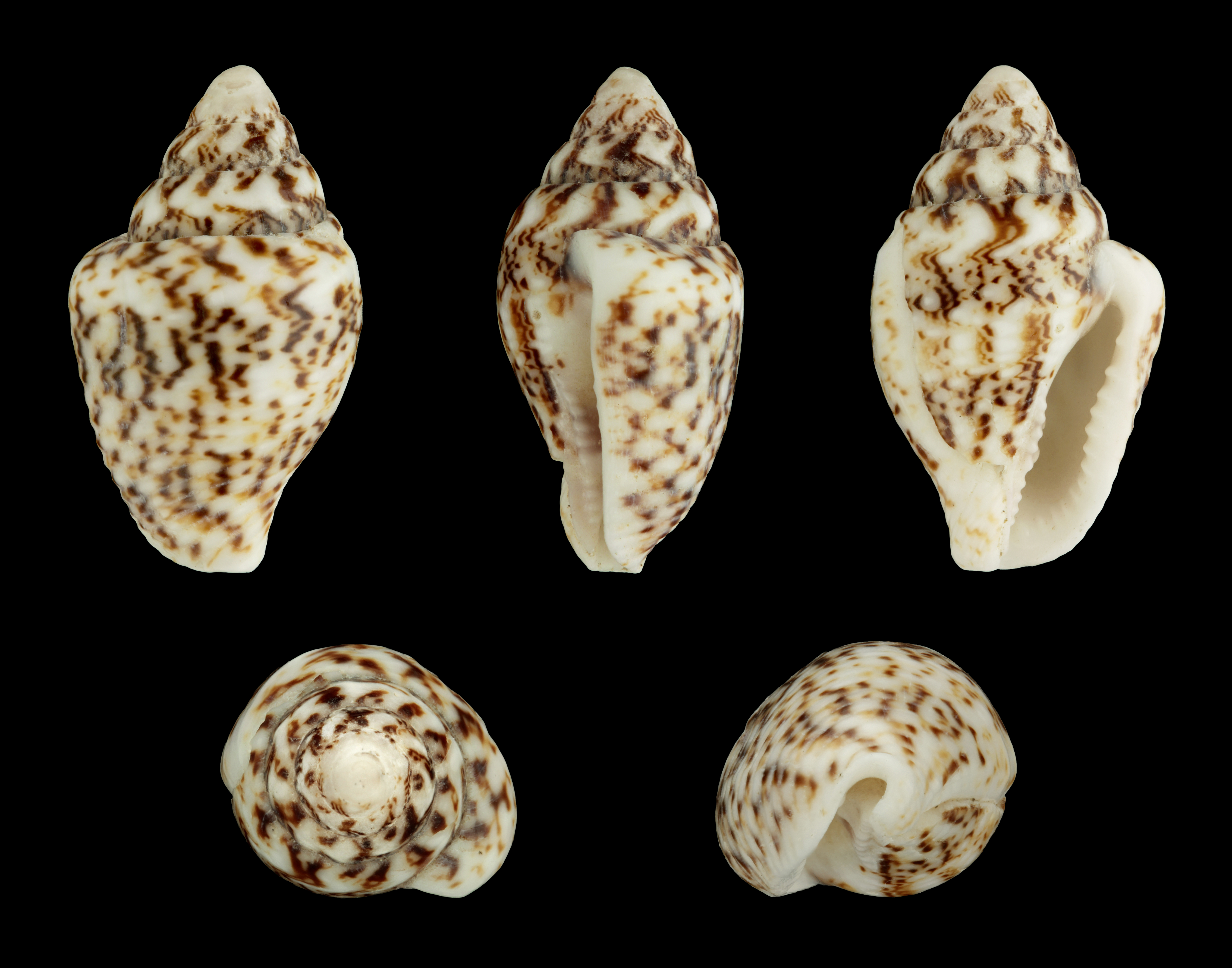 Форма половых губ ракушка фото. Ракушка Euplica scripta. Ракушки семейства (Cardiidae). Моллюски рода Митра. Scripta gbsc108.