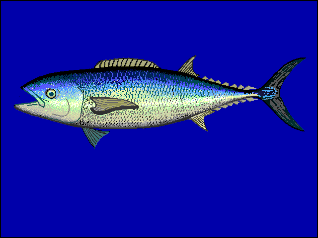 Kingfish - Species Guide