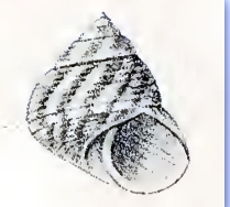 <i>Steromphala adansonii</i> Species of gastropod