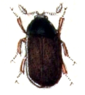 Globicornis emarginata