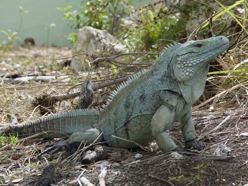 Blue Headed Green Iguana Diet