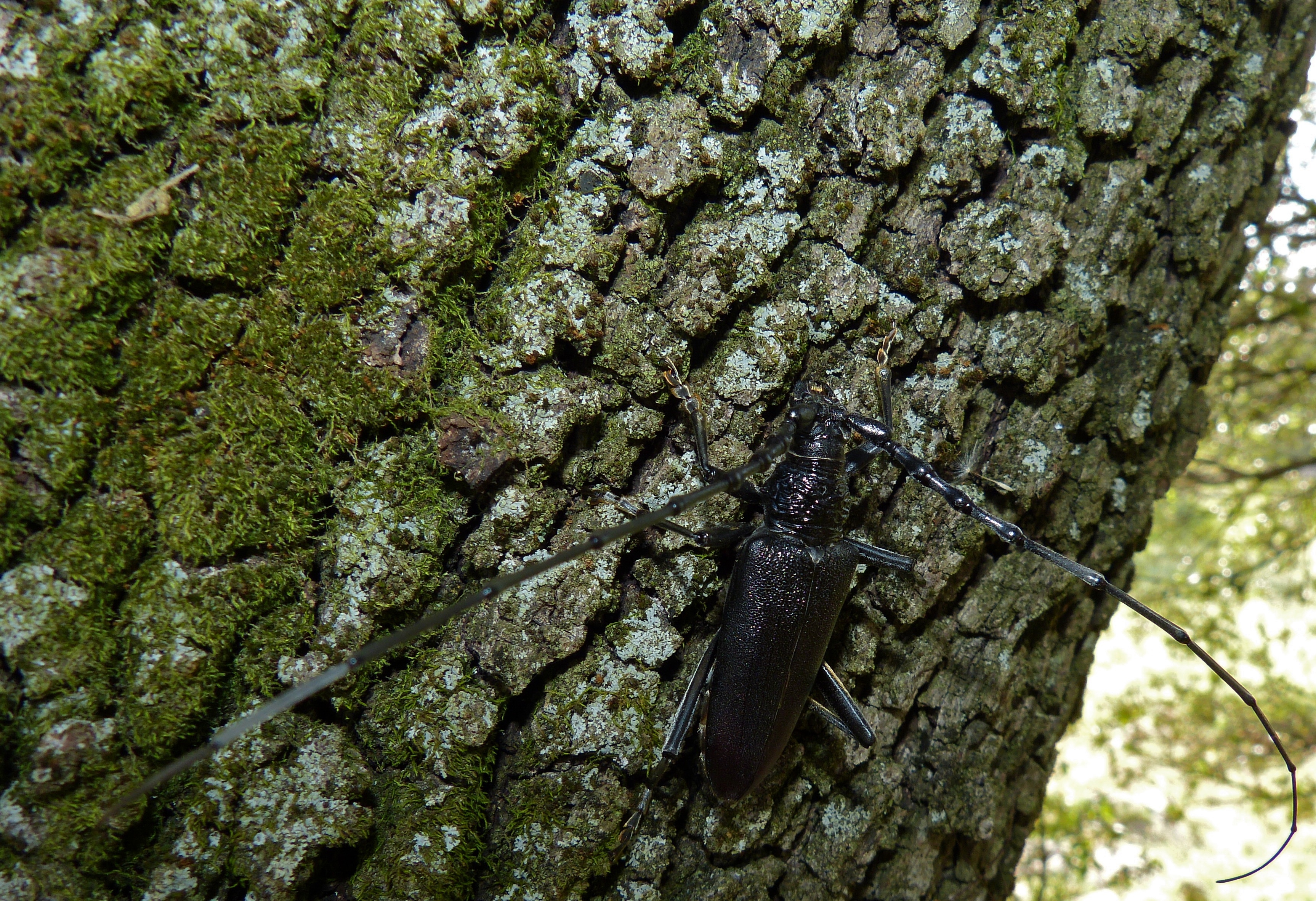 Great Capricorn Beetle (Cerambyx cerdo) (9078150315).jpg