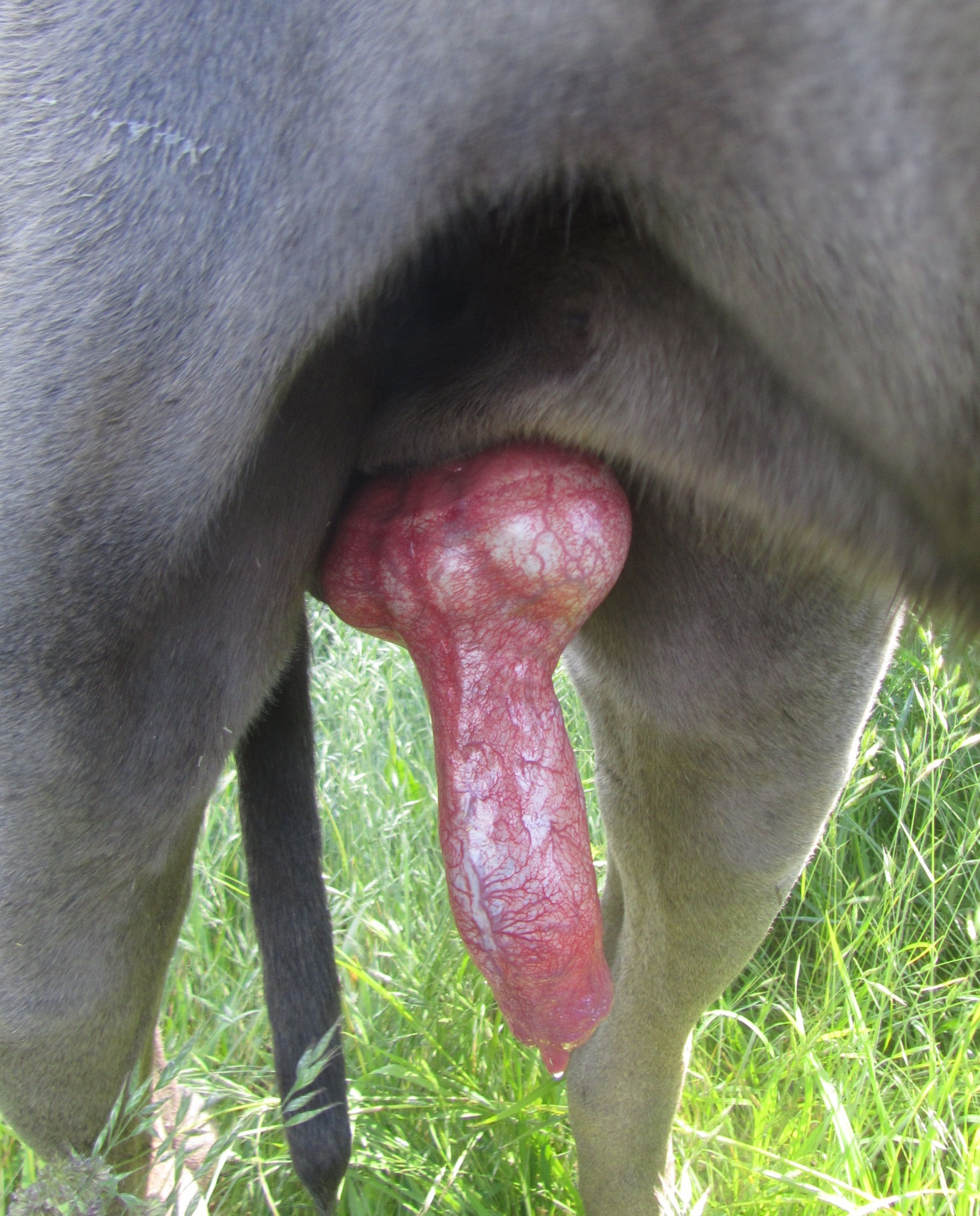 Great Dane Penis Size 46