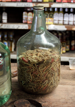 Gusano de maguey in a bottle, waiting to be added to finished bottles of mezcal