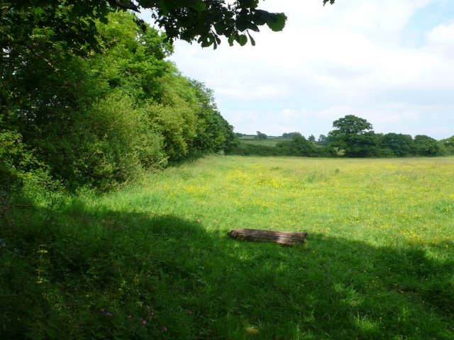 File:Hedgerow near Grexy Cross - geograph.org.uk - 842385.jpg