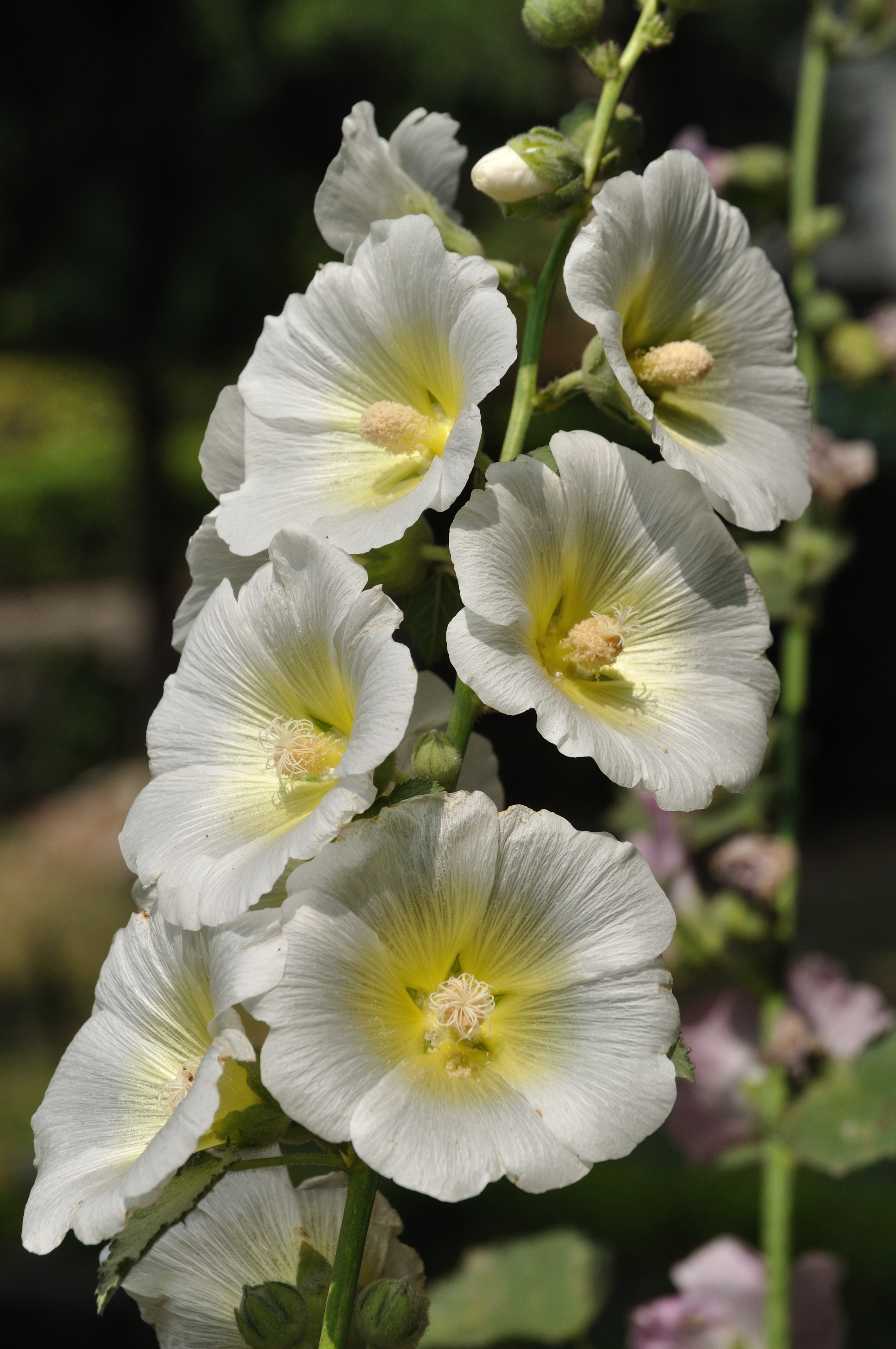 Цветущая краса. Alcea rosea желтая. Мальва – Alcea rosea поле. Hollyhocks. Yellow Hollyhock.