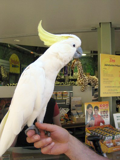 File:JakeCockatoo.jpg