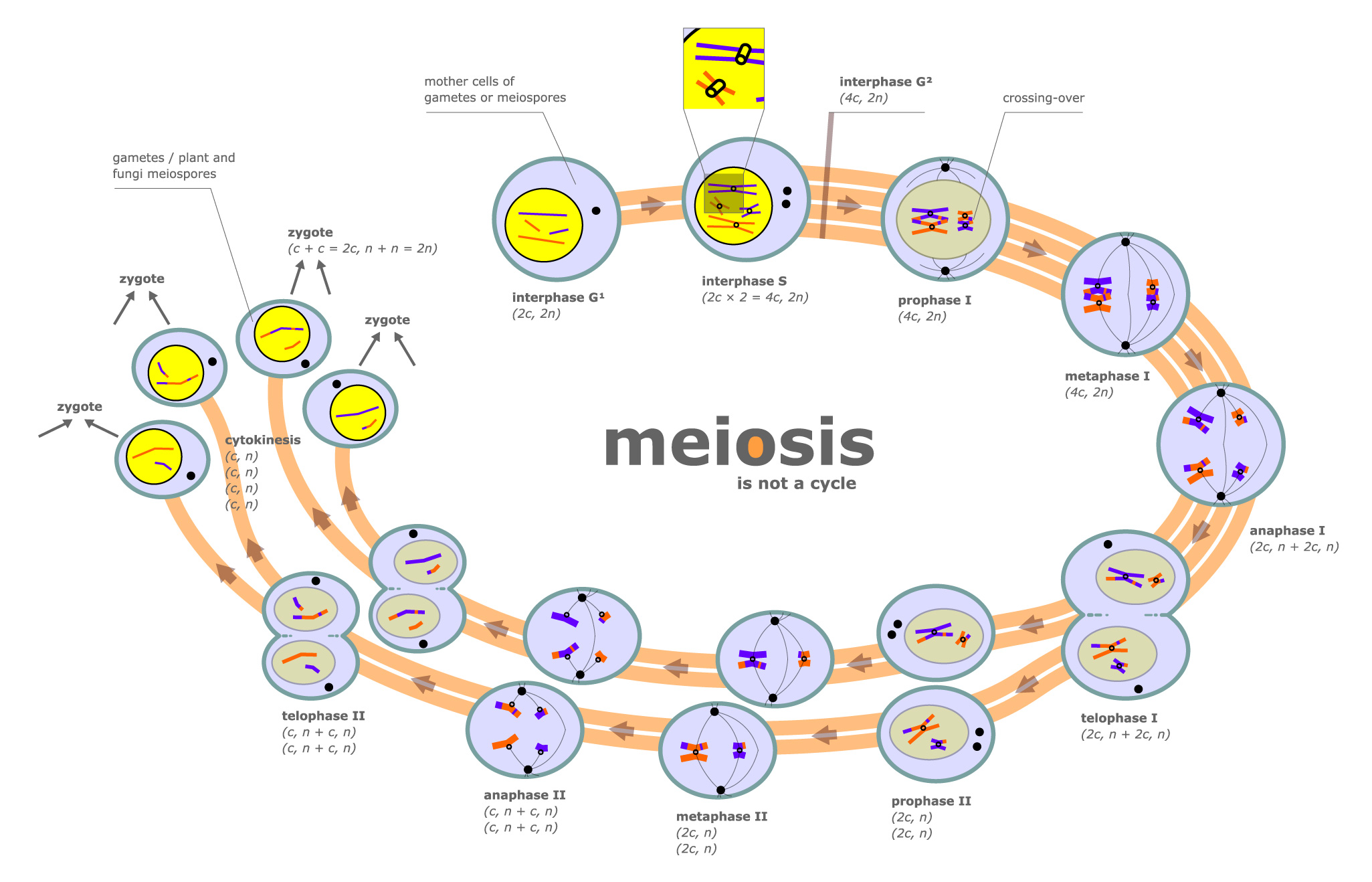 Resultado de imagen para meiosis blog