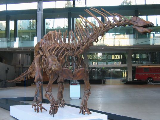 File:Melbourne Amargasaurus.jpg