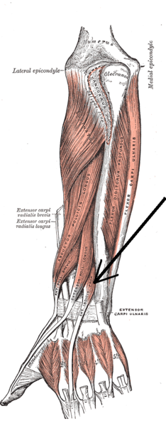 File:Musculusextensorindicisproprius.png