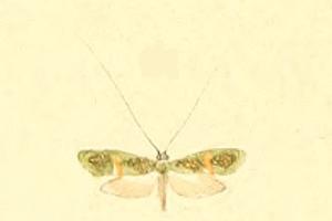 <i>Nemophora dumerilella</i> Species of moth