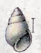 <i>Odostomia inflata</i> species of mollusc
