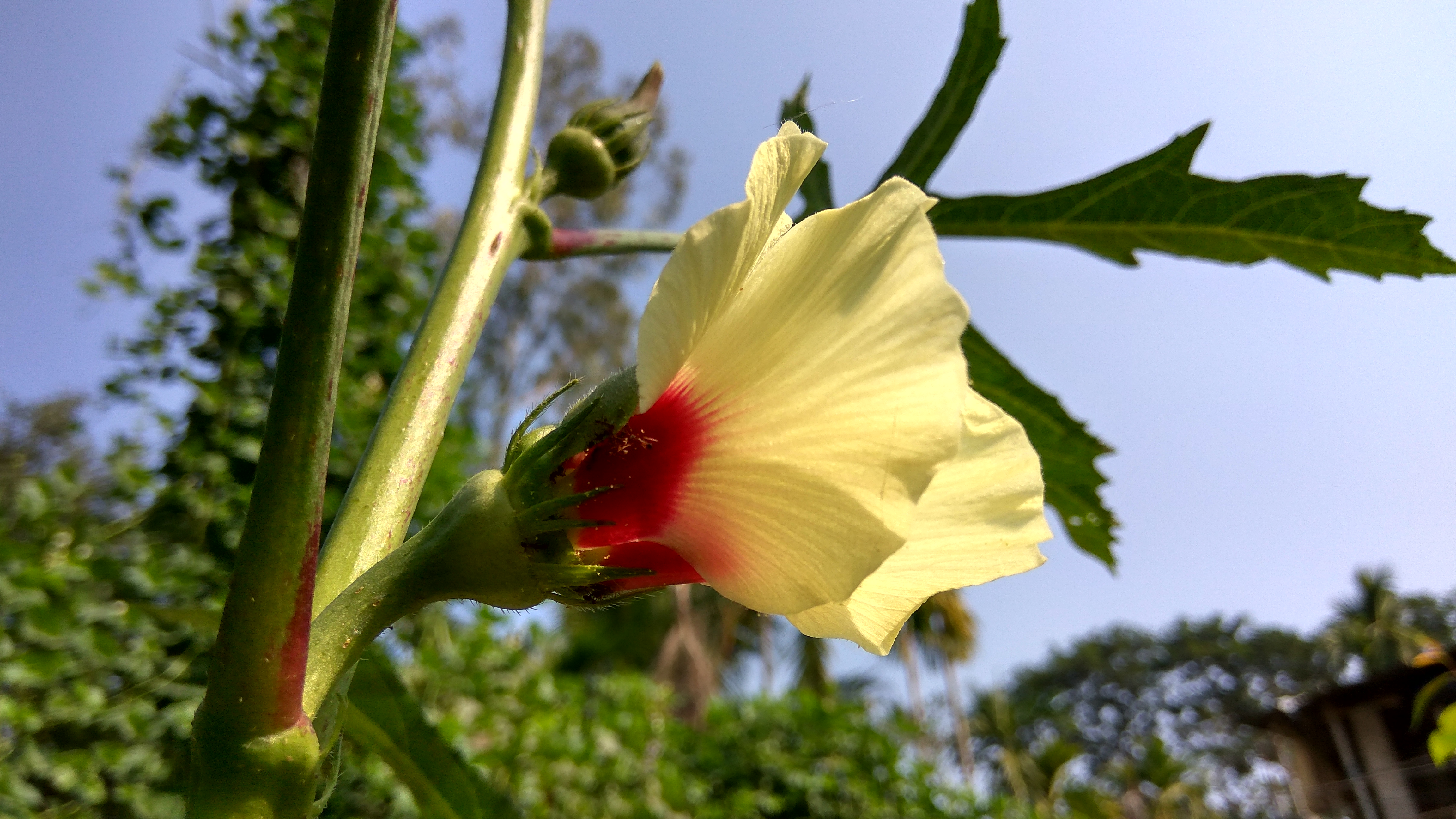 Доцанд 6 букв. Hibiscus esculentus Fruit extract.