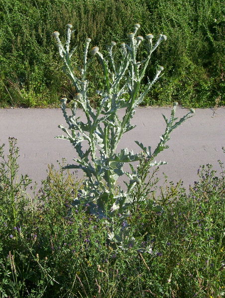 tall thistle plant