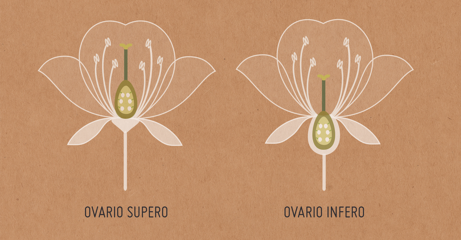 File:Ovario infero e ovario supero.jpg - Wikimedia Commons