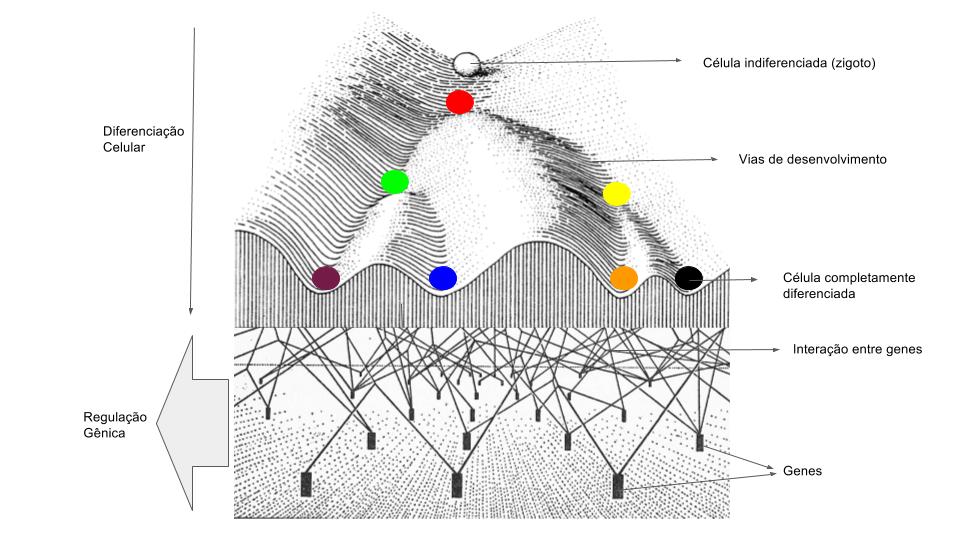 Epigenetics - Wikipedia