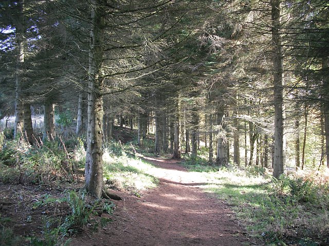 File:Path, Penicuik Estate - geograph.org.uk - 1547944.jpg