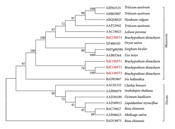 File:Phylogenetic-analysis-of-COMTs-from-different-plant-species.jpg