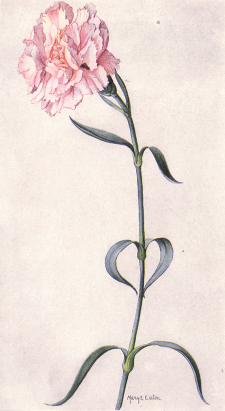 Simple pink carnation flower tattoo