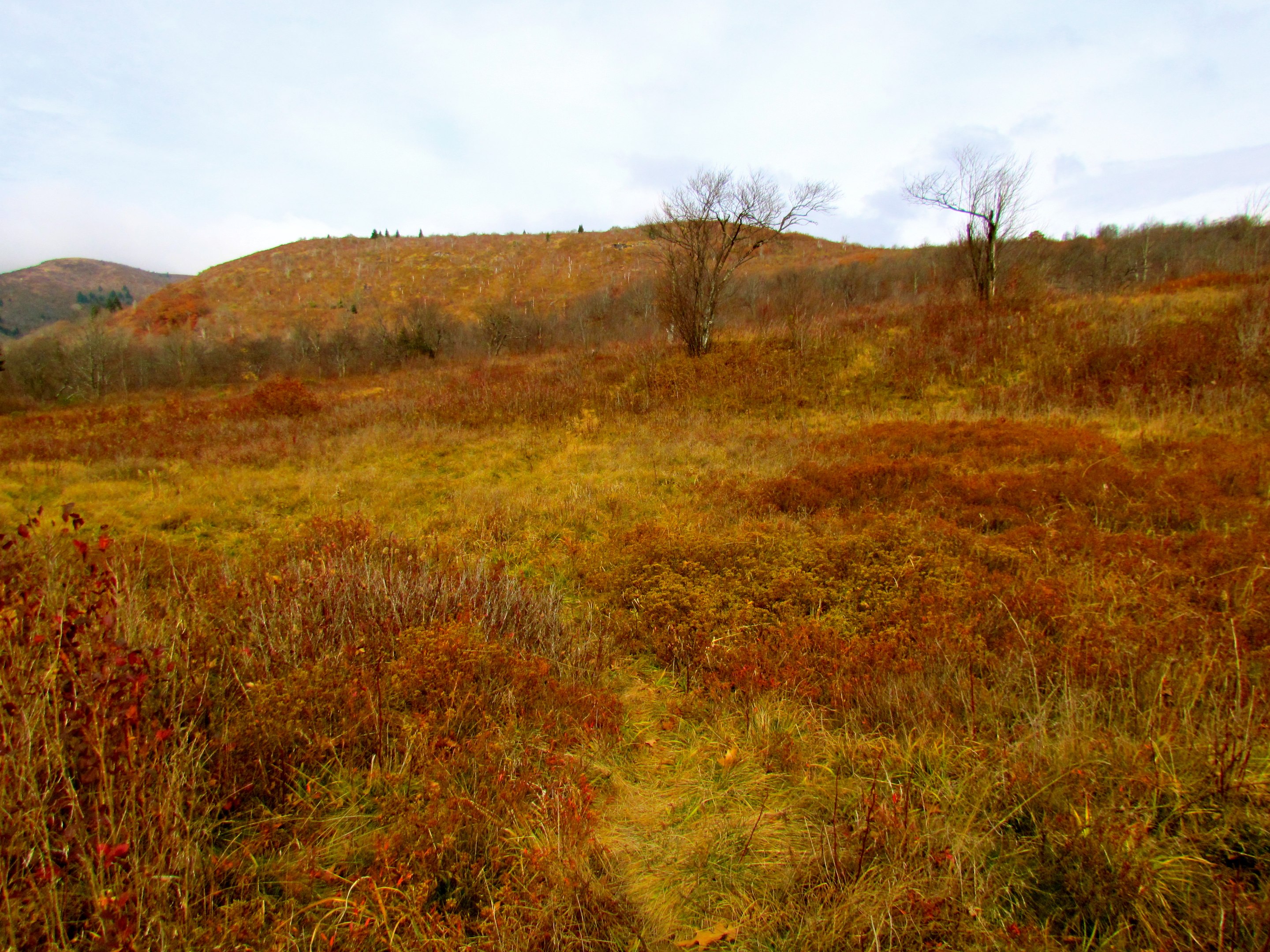 Pisgah National Forest