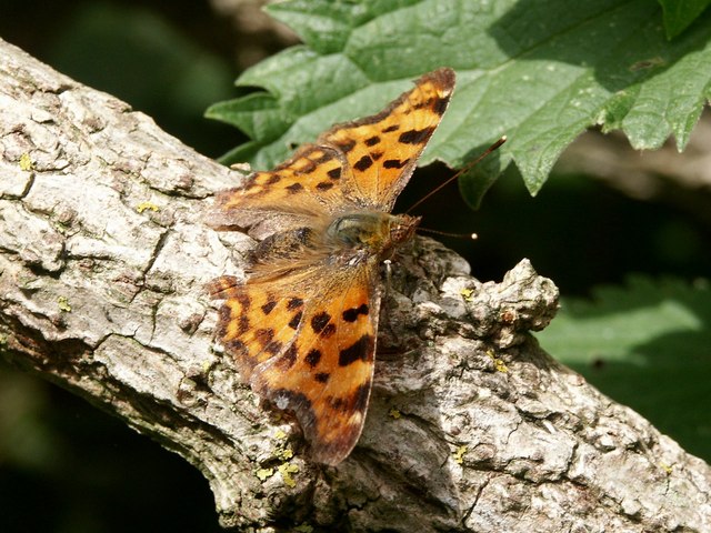 File:Polygonia c-album - geograph.org.uk - 469870.jpg