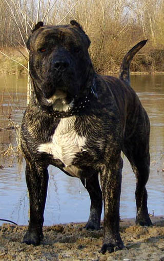 File:Presa-canario.jpg