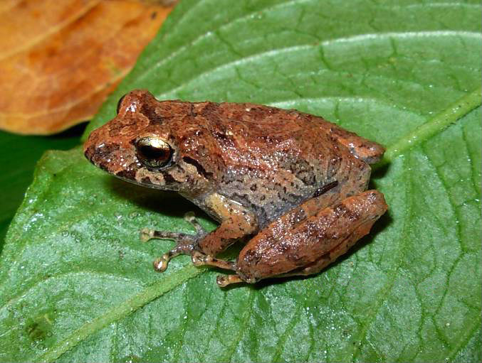 File:Pristimantis paisa.jpg